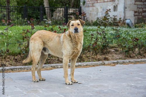 Stra  enhund auf Stra  e in Istanbul