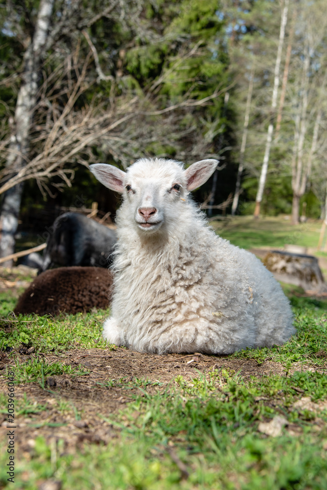 a little white lamb laying in a field