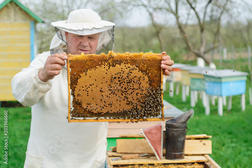 Beekeeper holding a honeycomb full of bees. Beekeeper in protective workwear inspecting honeycomb frame at apiary. Works on the apiaries in the spring.