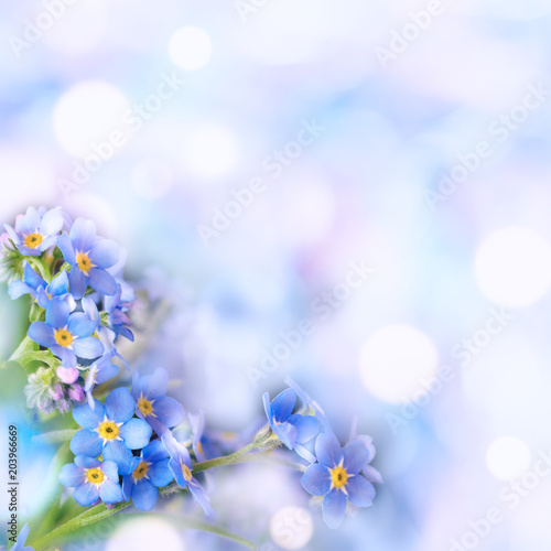 Forget-me-not growing in the garden. Spring photo with defocused background.