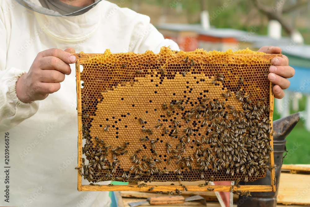 Cell with larvae of bees and young bees. Cell with larvae of bees and young bees.