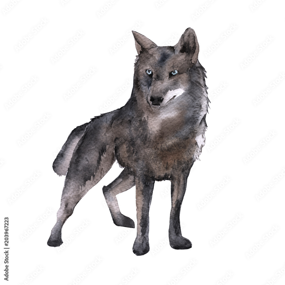 Siberia. The forest wolf. isolated on white background. Siberia. The forest wolf. isolated on white background.