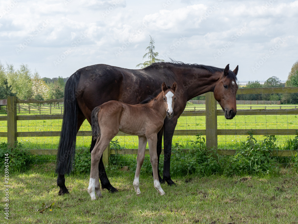 Thorough bred race horse and fole, 2018 Thorough bred race horse and fole, 2018