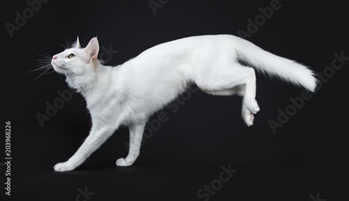Solid white Turkish Angora cat with green eyes jumping / landing side ways isolated on black background looking up