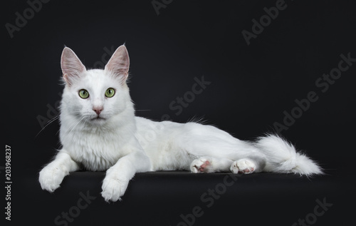 Картината върху платно Solid white young Turkish Angora cat with green eyes laying side ways isolated o