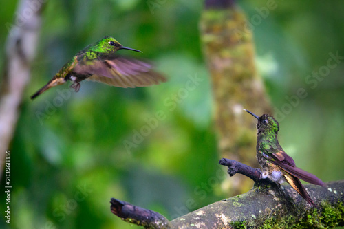 Hummingbird(Trochilidae)Flying gems 