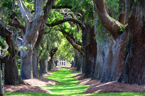 Avenue Of The oaks in St Simons Island, Georgia