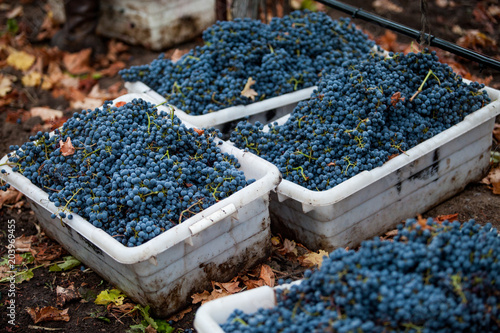 Grapes in bins