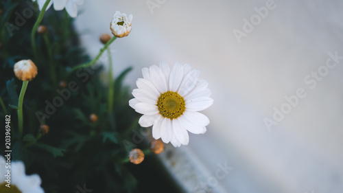 daisy, background photo