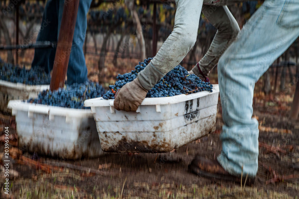 Фотография Grape Harvest