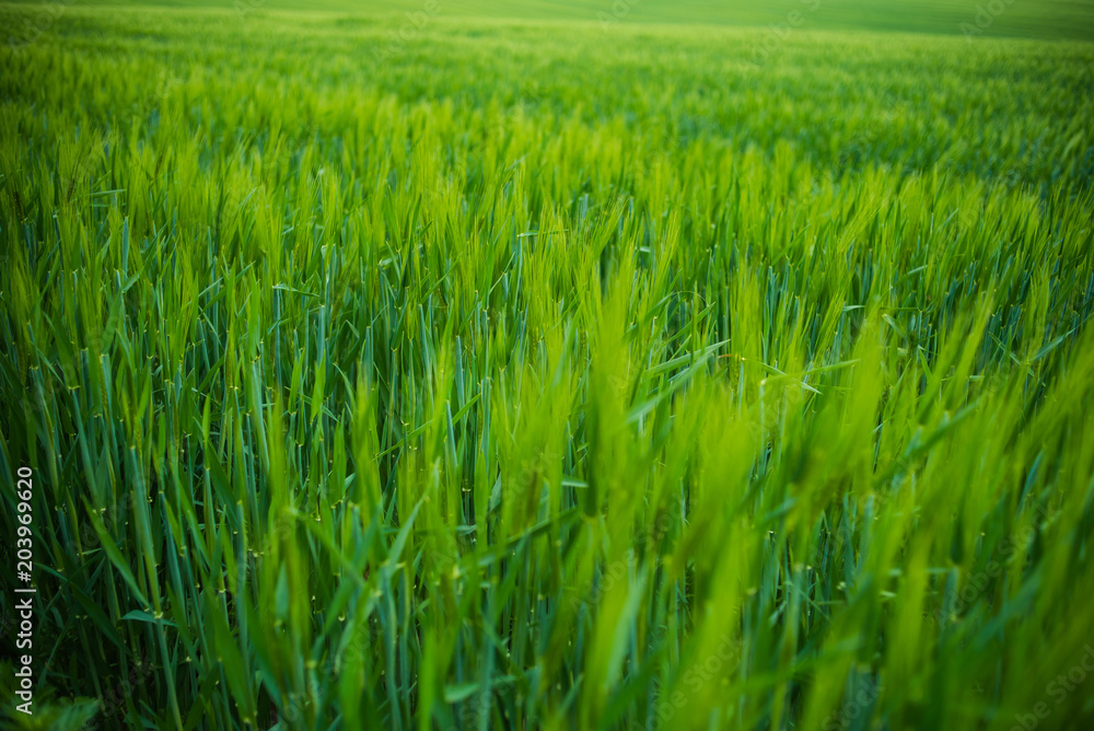 Field of young green wheat