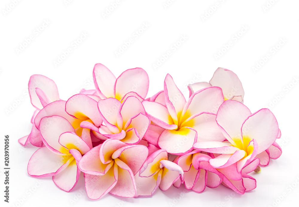 Pink frangipani isolated on White background,Copy space