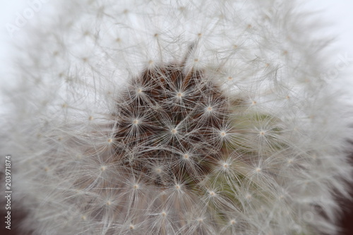 Fototapeta Naklejka Na Ścianę i Meble -  Pusteblume Makroaufnahme