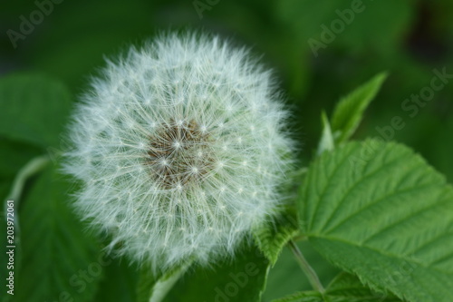 Fototapeta Naklejka Na Ścianę i Meble -  Pusteblume Makroaufnahme