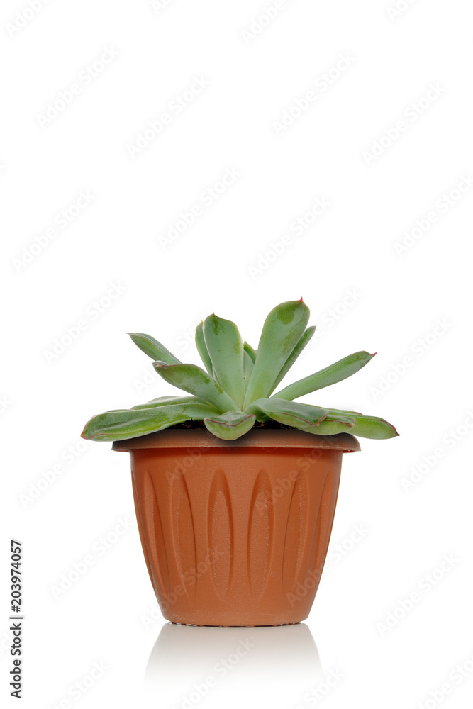 Obraz premium A plant succulent in a pot on a white background with green leaves