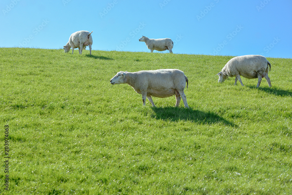 Fototapeta premium Sheeps and lambs are grazing in a green meadow in the sunny day