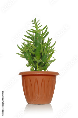 A plant succulent in a pot on a white background with green leaves