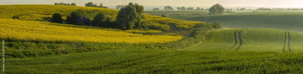 green, spring fields on rolling hills in germany in the light of the setting sun - high resolution panorama