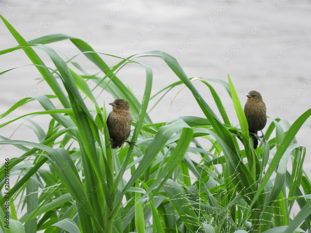 Fototapeta premium Parana river birds