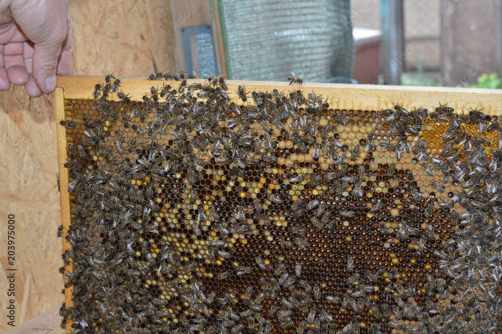 Frames with honey, honey, wax and bees in the apiary Frames with honey, honey, wax and bees in the apiary