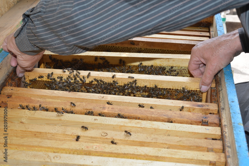 Man, bee-keeper, inspects the beehive in the apiary