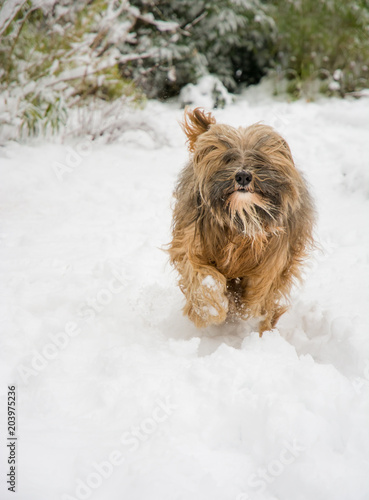 Tibetan terrier dog running in the snow
