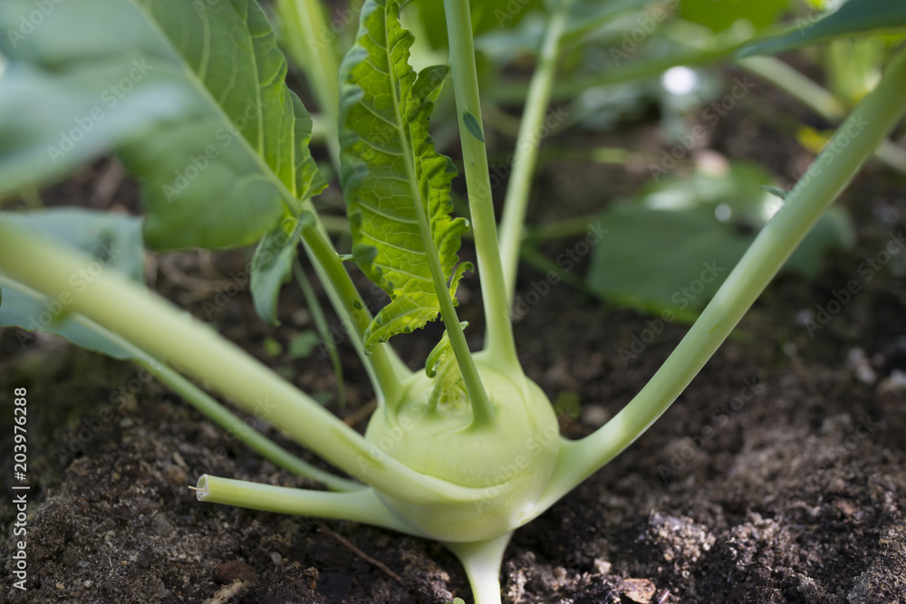 fresh kohlrabi close up in the garden fresh kohlrabi close up in the garden