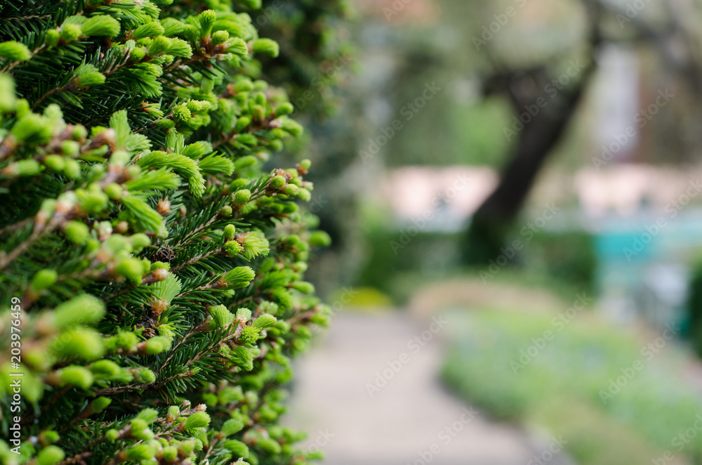 Fir tree sprouts on the left side of the frame Fir tree sprouts on the left side of the frame