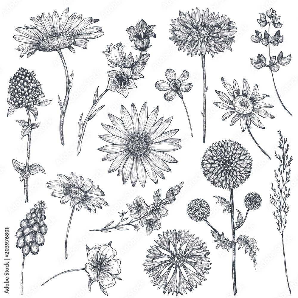 Naklejka Collection of hand drawn flowers and plants