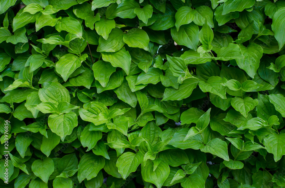 Green leaves wall background. close-up Green leaves wall background. close-up