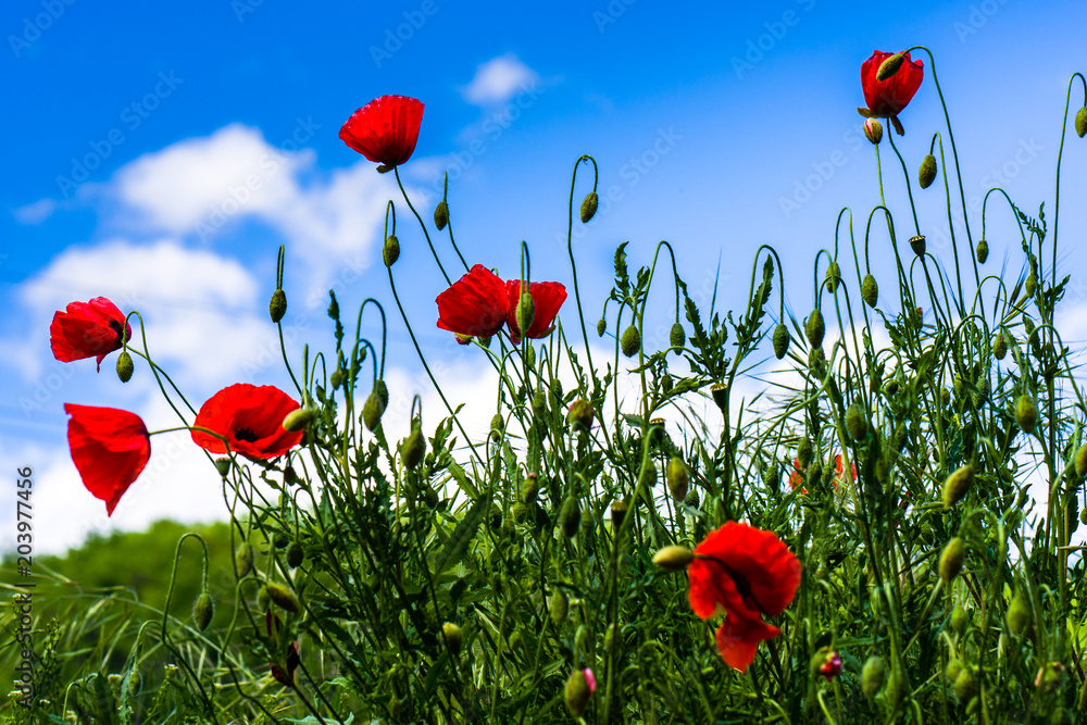 Obraz premium Lovely red poppies agains the bly sky with grey clouds in a summer day.