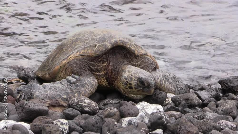 Green Sea Turtle Resting on a Maui Beach Green Sea Turtle Resting on a Maui Beach
