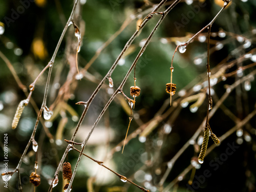 Birch Tree Branches with Raindrops