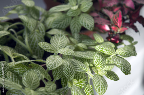 Bright green mosaic leaves of fittonia verschaffeltii albivenis  highly decorative tropical houseplant