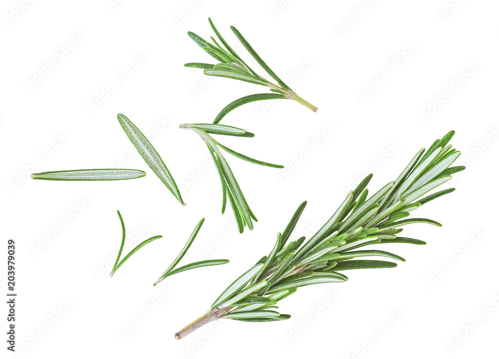 Fresh rosemary on a white background Fresh rosemary on a white background