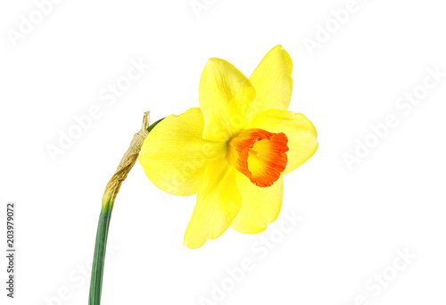 Fototapeta Naklejka Na Ścianę i Meble -  Single flower of yellow narcissus isolated on a white background