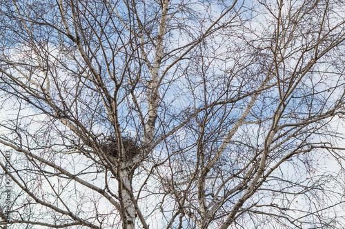 Empty bird's nest in branches of birch tree on a sunny spring day with blue sky