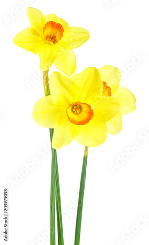 Fototapeta Naklejka Na Ścianę i Meble -  Beautiful fresh daffodils flowers isolated on white background. Narcissus flowers.