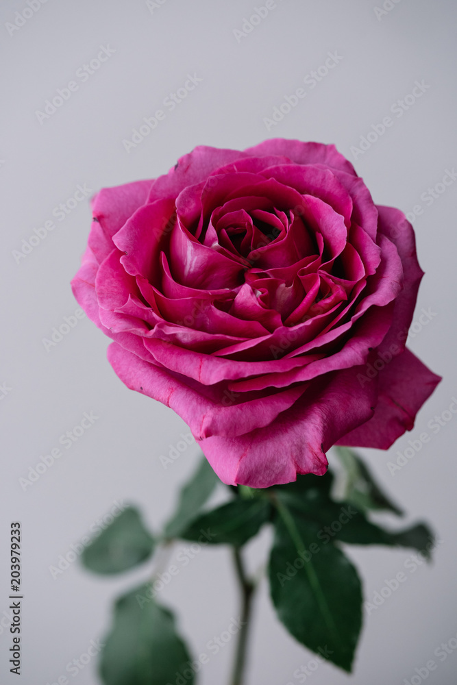 Beautiful and tender single blossoming magenta pink rose flower on the grey background, close up view Beautiful and tender single blossoming magenta pink rose flower on the grey background, close up view