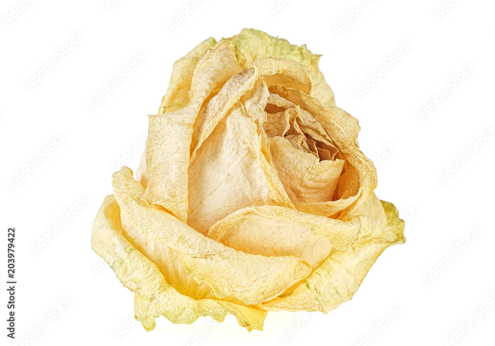 Single dry rose isolated on white background Single dry rose isolated on white background