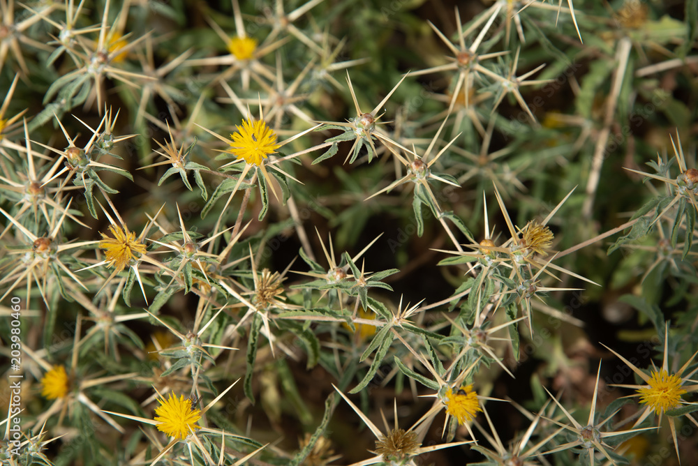 Nature background from thorn plants with yellow flowers Nature background from thorn plants with yellow flowers