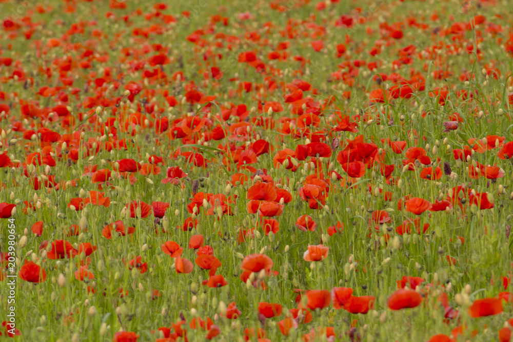 Field of flowered poppies