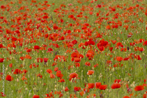 Field of flowered poppies © Lunipa