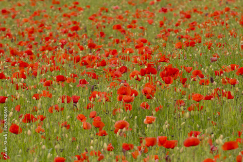 Field of flowered poppies