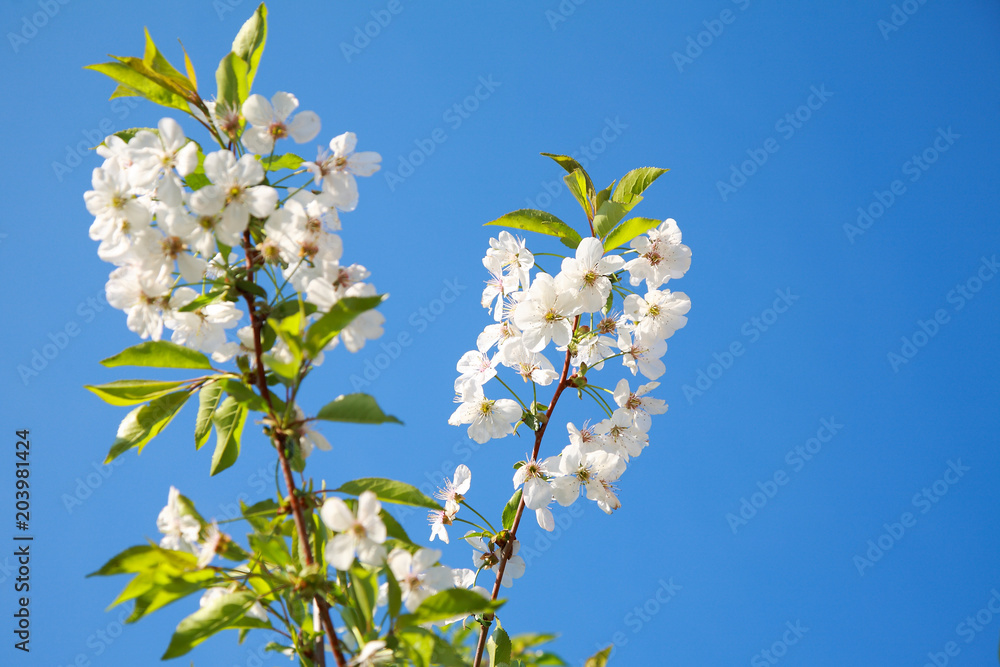 Spring color background. Beautiful nature scene with a blossoming tree and a solar flare against the blue sky. Sunny day. Spring flowers. Beautiful garden. Spring. Spring color background. Beautiful nature scene with a blossoming tree and a solar flare against the blue sky. Sunny day. Spring flowers. Beautiful garden. Spring.