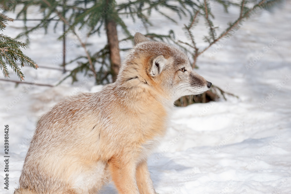 Young corsac fox is sitting on white snow. Animals in wildlife. Young corsac fox is sitting on white snow. Animals in wildlife.