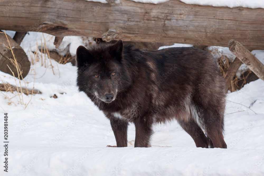 Fototapeta premium Wild black canadian wolf is standing on white snow. Canis lupus pambasileus.