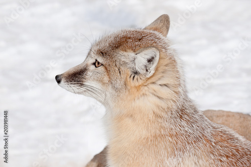 Young corsac fox close up. Animals in wildlife. © tikhomirovsergey