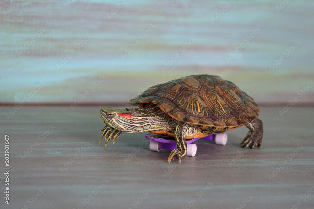 Fototapeta premium Ręczny żółw jedzie na deskorolce.