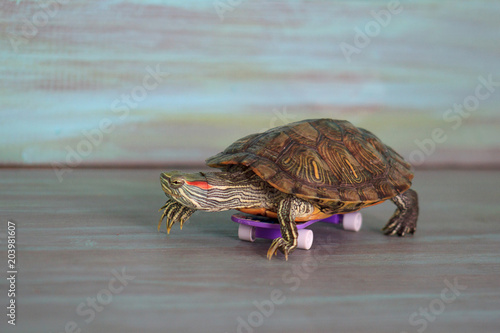 Manual turtle is riding on a skateboard.